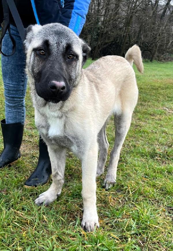 ATHENA STUPENDA CUCCIOLA Foto 4